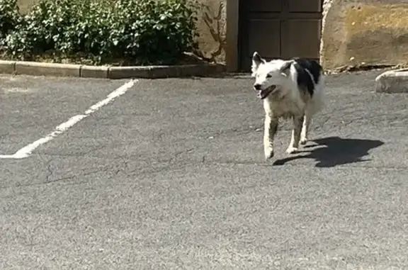 Chien trouvé à Roulans, type border collie - photo