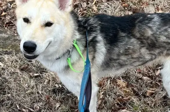 Lost Dog Stevie: Friendly, Blue Collar
