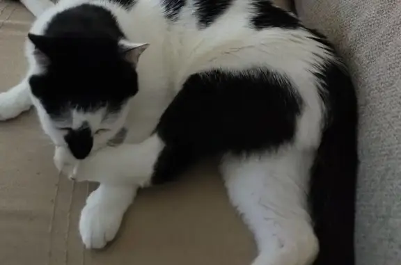 Chat perdu, Lacanau, photo: Chat noir et blanc perdu à Lacanau