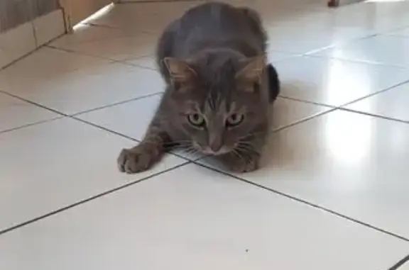 Chat gris tigré perdu à Épernay - photo