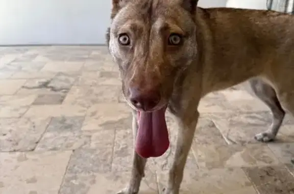 Found Shepherd Mix: Green-Eyed Beauty!