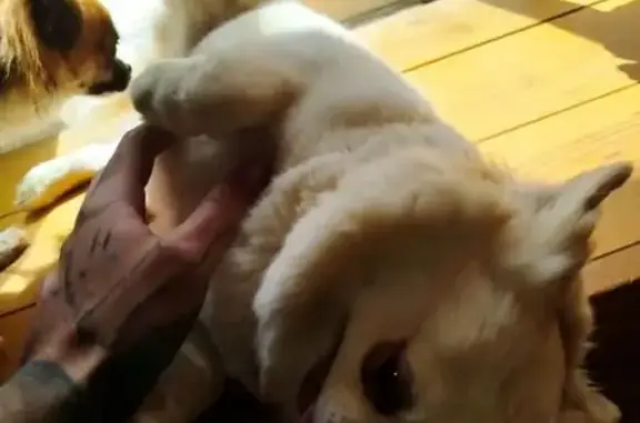 Animaux trouvés Rocbaron, photo: Chihuahua mâle blanc trouvé à Rocbaron