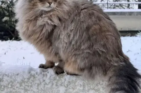 Animaux perdus Thorigny-sur-Marne, photo: Chat perdu, gris sibérien, Thorigny
