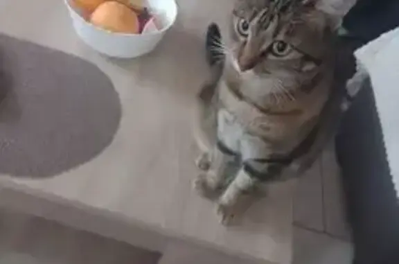 Animaux perdus Forges-les-Eaux, photo: Chat castré perdu à Forges-les-Eaux