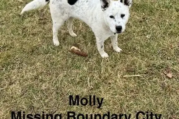 Missing Heeler: White with Black Spots