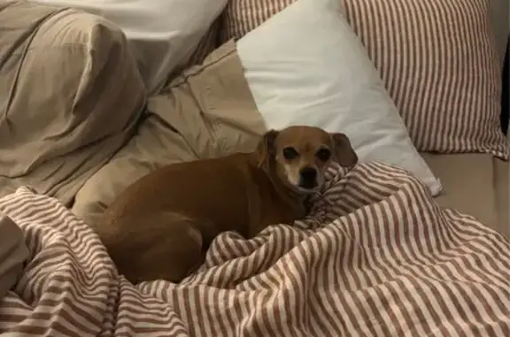 Lost Skittish Dog on Maple Grove Dr