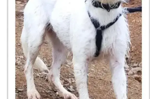 Perro Perdido en Sta Coloma: Muy Miedoso