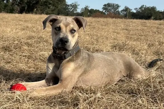 Lost Catahoula Mix: $400 Reward!