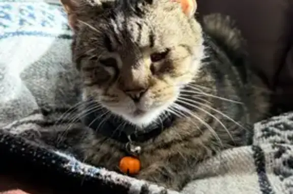 Lost: Blind, Deaf Cat with Pink Collar