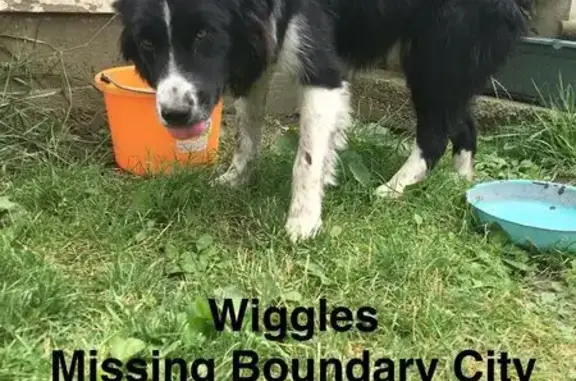 Lost Aussie Shepherd: Black & White, No Tail