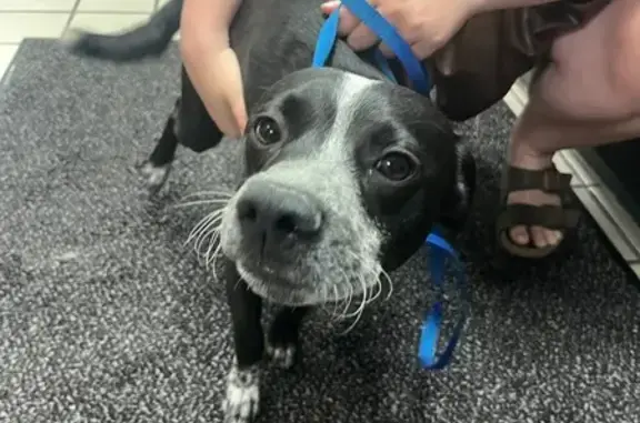 Found Dog: Unique Markings, Indiana Ave