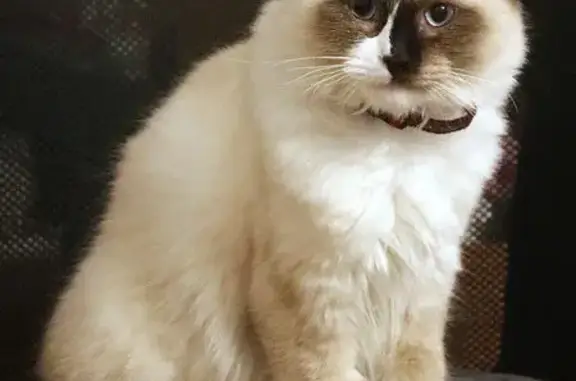 Chat perdu, Le Havre, photo: Chat crème perdu, yeux bleus, Le Havre