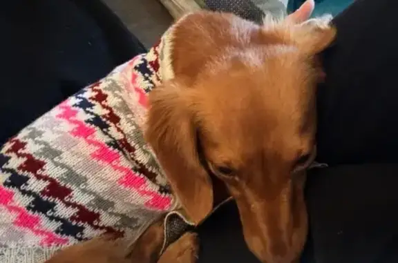 Lost Dachshund: Skittish & Fast, East 44th