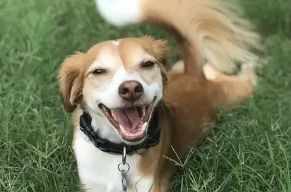 Lost Dog: Red Fur, Skittish, No Tags