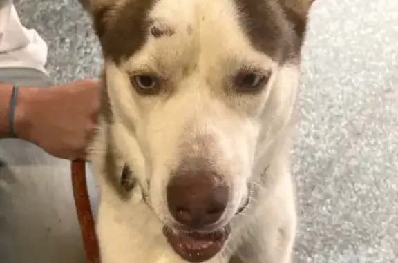 Found Dog on E. Hudson St, Columbus