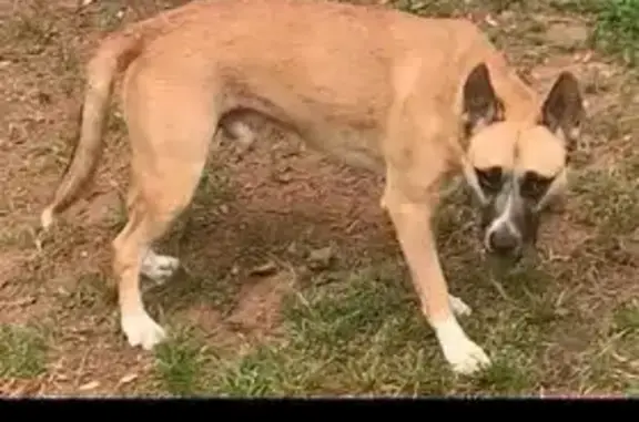 Lost Dog: Brown with White Tail & Feet
