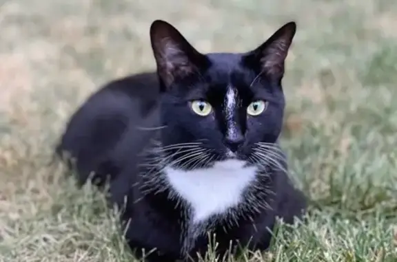 Lost Tuxedo Cat: Friendly Male in Portsmouth