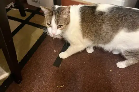 Lost Cat Alert: White Monaghan Dr, 2124