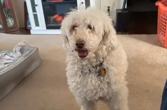 Help Find Lost White Labradoodle in Perrysburg