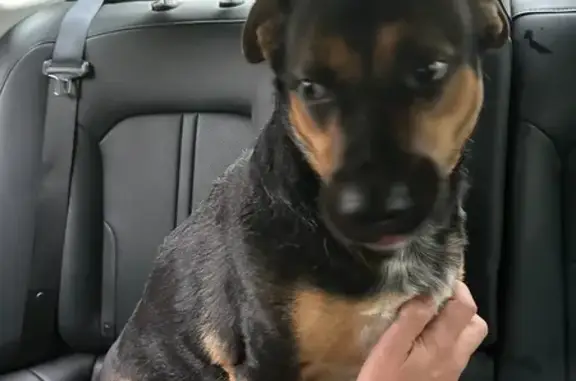 Polite Black & Brown Dog Found on Plumtree