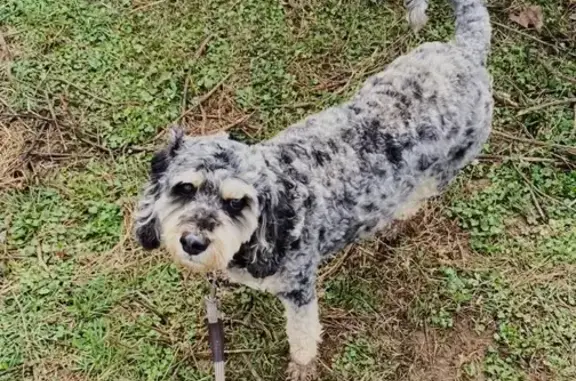 Lost Cockapoo: Black & Gray, Philpot Area