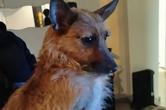 Perro Canela Hallado en Alcalá de Guadaíra