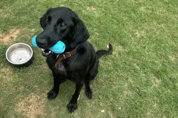 Lost Dog in Macon: Black Sandy Circle