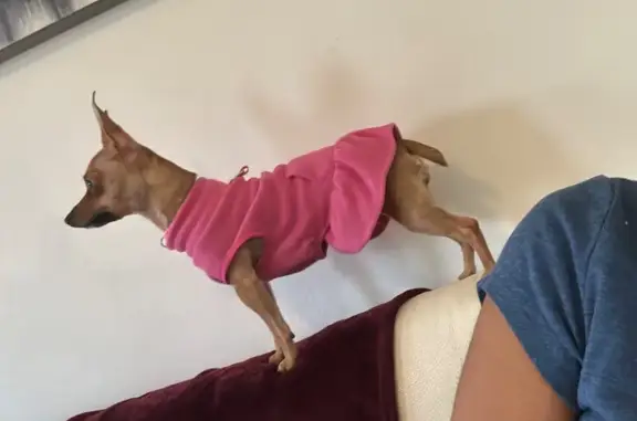 Lost Dog Venus: Unique Tail, Shy, Call Now!