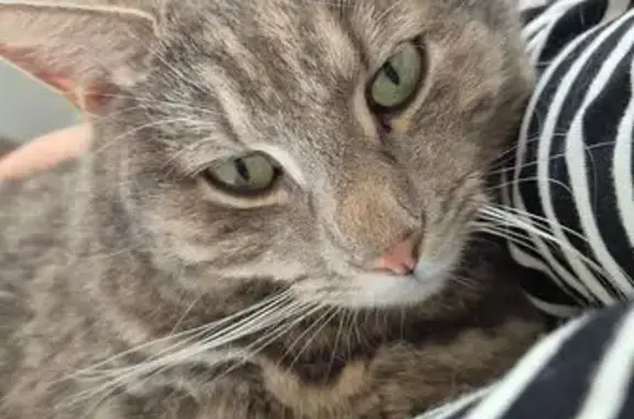 Animaux perdus , photo: Chat perdu à Benoîtville : Unik, gris tigré