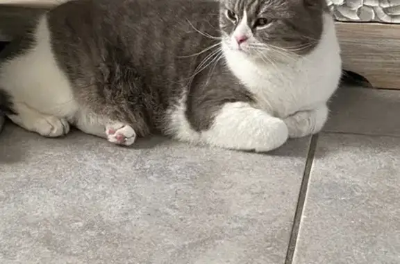 Chat perdu : gris/blanc, dodu, peureux, Avon - photo