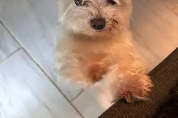 Lost Teacup Dog: White with Purple Tail