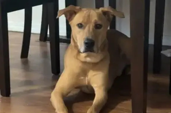 Lost Dogs: River & Bear in Mt. Vernon