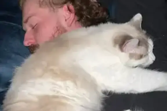 Lost Cat Tipper in Happy Run, AL
