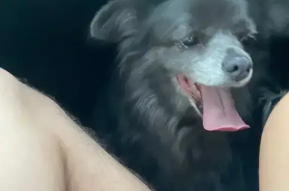 Lost Grey Pomeranian in North Hollywood