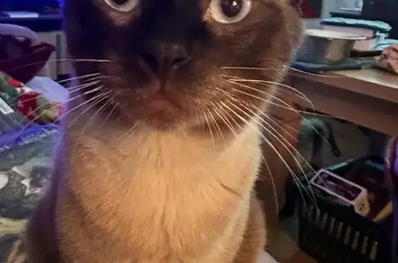 Lost Cat: Dark Brown Face, Esther St.