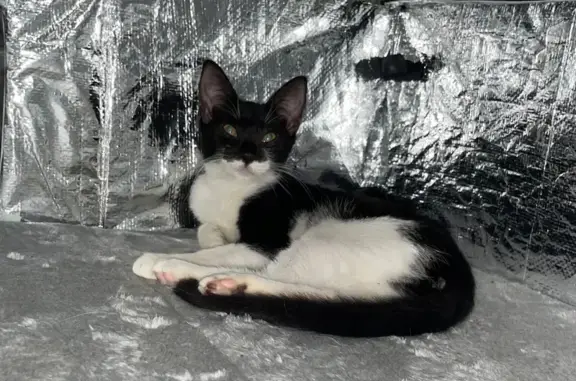 Lost Cat in Bruce, FL: Petite, Unique Tail