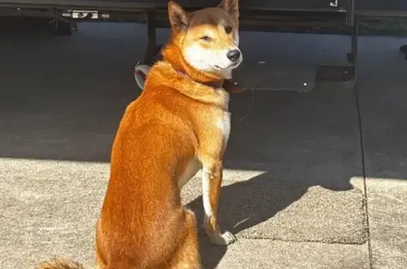 Lost Shiba Inu: Fox-Like with Black Spot