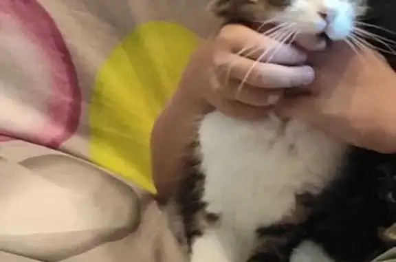Chat perdue à Janzé : Pompom, robe blanche - photo