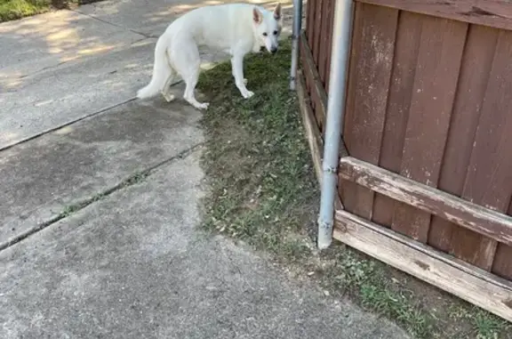 Found Dog Matches Owner's Pic - Richardson