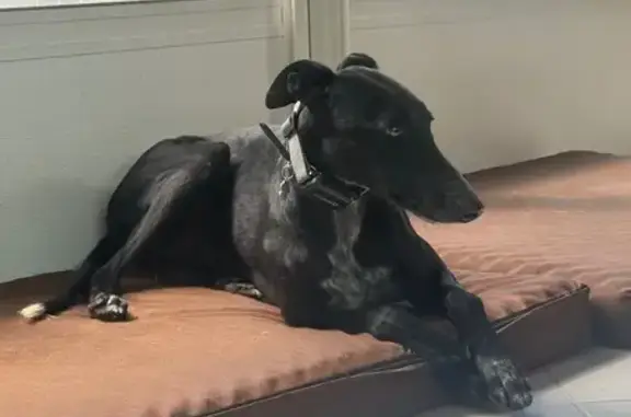 Chien perdu Neuvecelle, photo : Chien Galgo noir perdu, très craintif