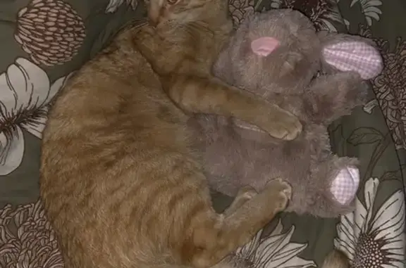 Lost Orange Tabby: Kyo on Grevillea Rd