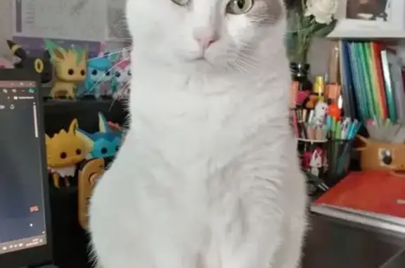 Animaux perdus Reims, photo: Chatte perdue à Reims, rue Arlette