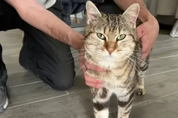 Animaux trouvés , photo: Chat trouvé Rue du Turenne, Argentat