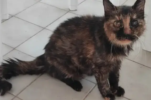 Chatte écaille perdue à Mare Gaillard - photo