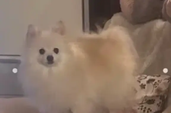 ¡Ayuda! Pomerania Blanca Perdida en Sant Quirze