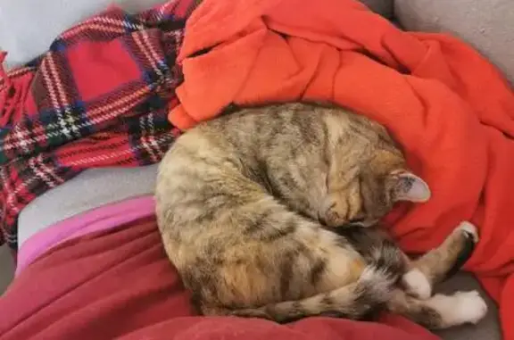Petite chatte câline perdue, Rue des Sapins - photo