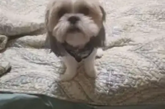 Lost Brown Shitzu on Laurel Springs Ct