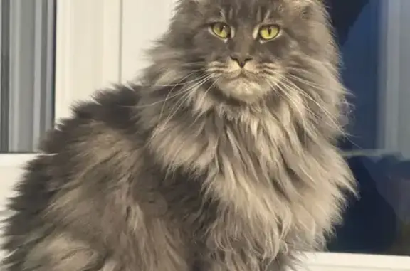 Chat perdu, gris sable, Cucq, Av. du Golf - photo