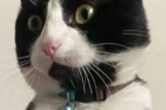 Gato Perdido: Cariñoso y con Collar Rosa