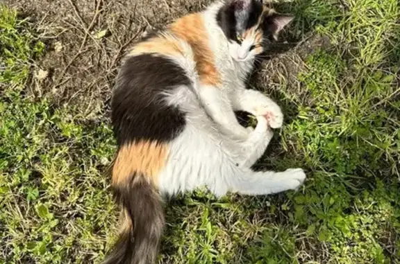 Animaux perdus Mérignac, photo: Chatte perdue: Willow, Mérignac, 28 avril
